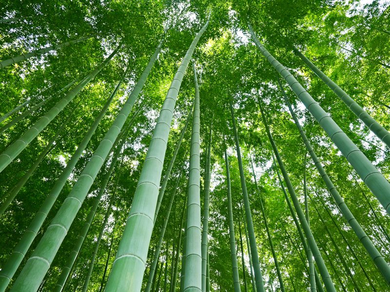 プラスチックの“前”の素材